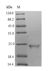 SDS-PAGE separation of QP5682 followed by commassie total protein stain results in a primary band consistent with reported data for Putative inactive neutral ceramidase B. These data demonstrate Greater than 90% as determined by SDS-PAGE.