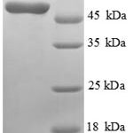 SDS-PAGE separation of QP5684 followed by commassie total protein stain results in a primary band consistent with reported data for ASGPR1 / ASGR1. These data demonstrate Greater than 90% as determined by SDS-PAGE.