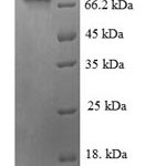 SDS-PAGE separation of QP5688 followed by commassie total protein stain results in a primary band consistent with reported data for ATF2. These data demonstrate Greater than 90% as determined by SDS-PAGE.