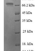 SDS-PAGE separation of QP5688 followed by commassie total protein stain results in a primary band consistent with reported data for ATF2. These data demonstrate Greater than 90% as determined by SDS-PAGE.
