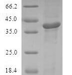 SDS-PAGE separation of QP5689 followed by commassie total protein stain results in a primary band consistent with reported data for ATF7. These data demonstrate Greater than 80% as determined by SDS-PAGE.