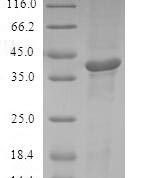 SDS-PAGE separation of QP5689 followed by commassie total protein stain results in a primary band consistent with reported data for ATF7. These data demonstrate Greater than 80% as determined by SDS-PAGE.