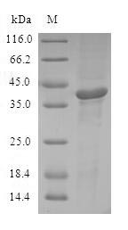SDS-PAGE separation of QP5689 followed by commassie total protein stain results in a primary band consistent with reported data for ATF7. These data demonstrate Greater than 80% as determined by SDS-PAGE.