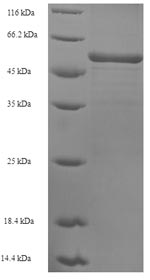 SDS-PAGE separation of QP5691 followed by commassie total protein stain results in a primary band consistent with reported data for ATP2A2. These data demonstrate Greater than 90% as determined by SDS-PAGE.