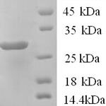 SDS-PAGE separation of QP5692 followed by commassie total protein stain results in a primary band consistent with reported data for Potassium-transporting ATPase subunit beta. These data demonstrate Greater than 90% as determined by SDS-PAGE.