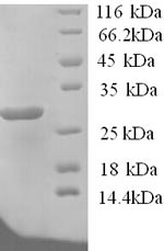 SDS-PAGE separation of QP5692 followed by commassie total protein stain results in a primary band consistent with reported data for Potassium-transporting ATPase subunit beta. These data demonstrate Greater than 90% as determined by SDS-PAGE.