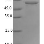 SDS-PAGE separation of QP5693 followed by commassie total protein stain results in a primary band consistent with reported data for ATP synthase subunit alpha