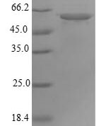 SDS-PAGE separation of QP5693 followed by commassie total protein stain results in a primary band consistent with reported data for ATP synthase subunit alpha