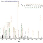 mitochondrial. These data demonstrate Greater than 90% as determined by SDS-PAGE.