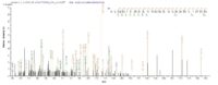 mitochondrial. These data demonstrate Greater than 90% as determined by SDS-PAGE.