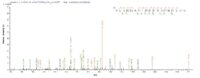 SEQUEST analysis of LC MS/MS spectra obtained from a run with QP5694 identified a match between this protein and the spectra of a peptide sequence that matches a region of ATP synthase subunit beta