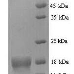 SDS-PAGE separation of QP5695 followed by commassie total protein stain results in a primary band consistent with reported data for ATP5D. These data demonstrate Greater than 90% as determined by SDS-PAGE.