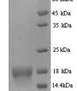 SDS-PAGE separation of QP5695 followed by commassie total protein stain results in a primary band consistent with reported data for ATP5D. These data demonstrate Greater than 90% as determined by SDS-PAGE.