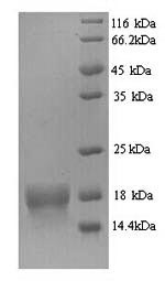 SDS-PAGE separation of QP5695 followed by commassie total protein stain results in a primary band consistent with reported data for ATP5D. These data demonstrate Greater than 90% as determined by SDS-PAGE.