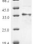 SDS-PAGE separation of QP5697 followed by commassie total protein stain results in a primary band consistent with reported data for ATP5J