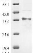 SDS-PAGE separation of QP5697 followed by commassie total protein stain results in a primary band consistent with reported data for ATP5J