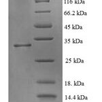 SDS-PAGE separation of QP5700 followed by commassie total protein stain results in a primary band consistent with reported data for ATPAF2. These data demonstrate Greater than 90% as determined by SDS-PAGE.