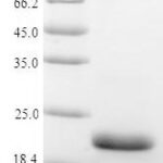 SDS-PAGE separation of QP5701 followed by commassie total protein stain results in a primary band consistent with reported data for Vasopressin V2 receptor. These data demonstrate Greater than 90% as determined by SDS-PAGE.