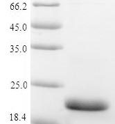 SDS-PAGE separation of QP5701 followed by commassie total protein stain results in a primary band consistent with reported data for Vasopressin V2 receptor. These data demonstrate Greater than 90% as determined by SDS-PAGE.