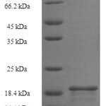 SDS-PAGE separation of QP5704 followed by commassie total protein stain results in a primary band consistent with reported data for Batf3. These data demonstrate Greater than 90% as determined by SDS-PAGE.