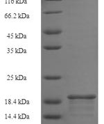 SDS-PAGE separation of QP5704 followed by commassie total protein stain results in a primary band consistent with reported data for Batf3. These data demonstrate Greater than 90% as determined by SDS-PAGE.