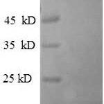 SDS-PAGE separation of QP5705 followed by commassie total protein stain results in a primary band consistent with reported data for Breast carcinoma-amplified sequence 1. These data demonstrate Greater than 90% as determined by SDS-PAGE.