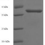 SDS-PAGE separation of QP5709 followed by commassie total protein stain results in a primary band consistent with reported data for BCL10. These data demonstrate Greater than 90% as determined by SDS-PAGE.