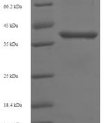 SDS-PAGE separation of QP5709 followed by commassie total protein stain results in a primary band consistent with reported data for BCL10. These data demonstrate Greater than 90% as determined by SDS-PAGE.