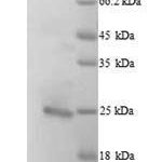 SDS-PAGE separation of QP5712 followed by commassie total protein stain results in a primary band consistent with reported data for Bcl-2-like protein 11. These data demonstrate Greater than 90% as determined by SDS-PAGE.