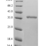 SDS-PAGE separation of QP5713 followed by commassie total protein stain results in a primary band consistent with reported data for BDH1