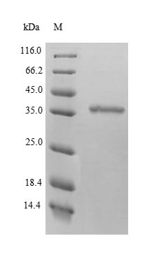 SDS-PAGE separation of QP5713 followed by commassie total protein stain results in a primary band consistent with reported data for BDH1