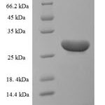 SDS-PAGE separation of QP5714 followed by commassie total protein stain results in a primary band consistent with reported data for BDNF Protein. These data demonstrate Greater than 90% as determined by SDS-PAGE.