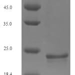 SDS-PAGE separation of QP5716 followed by commassie total protein stain results in a primary band consistent with reported data for Osteocalcin. These data demonstrate Greater than 90% as determined by SDS-PAGE.