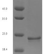 SDS-PAGE separation of QP5716 followed by commassie total protein stain results in a primary band consistent with reported data for Osteocalcin. These data demonstrate Greater than 90% as determined by SDS-PAGE.