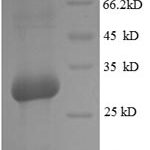 SDS-PAGE separation of QP5717 followed by commassie total protein stain results in a primary band consistent with reported data for Osteocalcin. These data demonstrate Greater than 82.2% as determined by SDS-PAGE.