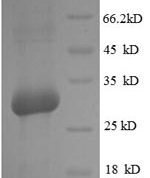 SDS-PAGE separation of QP5717 followed by commassie total protein stain results in a primary band consistent with reported data for Osteocalcin. These data demonstrate Greater than 82.2% as determined by SDS-PAGE.