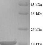 SDS-PAGE separation of QP5720 followed by commassie total protein stain results in a primary band consistent with reported data for Survivin / BIRC5 / API4. These data demonstrate Greater than 90% as determined by SDS-PAGE.