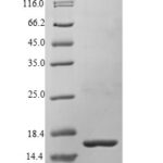 SDS-PAGE separation of QP5723 followed by commassie total protein stain results in a primary band consistent with reported data for Bone morphogenetic protein 3. These data demonstrate Greater than 90% as determined by SDS-PAGE.