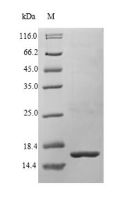 SDS-PAGE separation of QP5723 followed by commassie total protein stain results in a primary band consistent with reported data for Bone morphogenetic protein 3. These data demonstrate Greater than 90% as determined by SDS-PAGE.