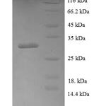 SDS-PAGE separation of QP5724 followed by commassie total protein stain results in a primary band consistent with reported data for BMP4 / BMP-4. These data demonstrate Greater than 90% as determined by SDS-PAGE.