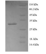 SDS-PAGE separation of QP5724 followed by commassie total protein stain results in a primary band consistent with reported data for BMP4 / BMP-4. These data demonstrate Greater than 90% as determined by SDS-PAGE.