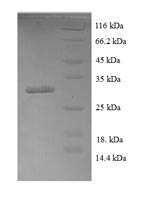 SDS-PAGE separation of QP5724 followed by commassie total protein stain results in a primary band consistent with reported data for BMP4 / BMP-4. These data demonstrate Greater than 90% as determined by SDS-PAGE.