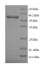 SDS-PAGE separation of QP5725 followed by commassie total protein stain results in a primary band consistent with reported data for ALK-3 / BMPR1A. These data demonstrate Greater than 90% as determined by SDS-PAGE.