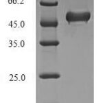 SDS-PAGE separation of QP5727 followed by commassie total protein stain results in a primary band consistent with reported data for Lys-63-specific deubiquitinase BRCC36. These data demonstrate Greater than 90% as determined by SDS-PAGE.