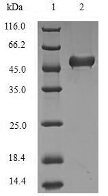 SDS-PAGE separation of QP5727 followed by commassie total protein stain results in a primary band consistent with reported data for Lys-63-specific deubiquitinase BRCC36. These data demonstrate Greater than 90% as determined by SDS-PAGE.