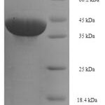 SDS-PAGE separation of QP5729 followed by commassie total protein stain results in a primary band consistent with reported data for BTN3A1 / CD277. These data demonstrate Greater than 90% as determined by SDS-PAGE.