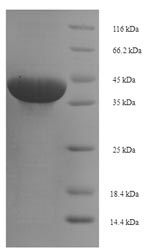 SDS-PAGE separation of QP5729 followed by commassie total protein stain results in a primary band consistent with reported data for BTN3A1 / CD277. These data demonstrate Greater than 90% as determined by SDS-PAGE.