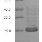 SDS-PAGE separation of QP5730 followed by commassie total protein stain results in a primary band consistent with reported data for BTN3A2. These data demonstrate Greater than 90% as determined by SDS-PAGE.