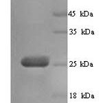 SDS-PAGE separation of QP5731 followed by commassie total protein stain results in a primary band consistent with reported data for BTN3A3. These data demonstrate Greater than 90% as determined by SDS-PAGE.