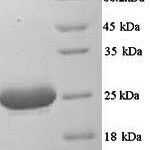 SDS-PAGE separation of QP5735 followed by commassie total protein stain results in a primary band consistent with reported data for Complement C1q subcomponent subunit A. These data demonstrate Greater than 90% as determined by SDS-PAGE.